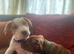 puppies