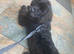 Newfoundland Girl for sale