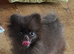MICRO TINY solid chocolate teddy bear pom boy