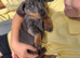 Miniature Dachshund