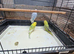3x female budgies