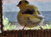 Male Fife Canary for sale