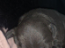 Blue staffy pups