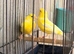 proven Waterslager canary pair