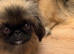 Magnificent Pekingnese sleeve female sable 2 years