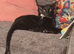 Lovely black oriental