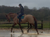 Stunning Warmblood Mare