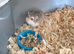 Robo hamster