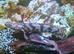 Endlicheri Endlicheri Bichir