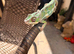 Panther Chameleon