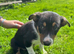 Tri colour dog