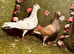 Racing pigeons