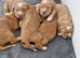 Beautiful Cockerpoo Puppies