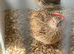Japanese coturnix quail pair