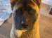 Beautiful 2yr old male akita