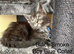 Pure Bred Maine Coon Kittens