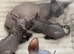 sphynx cannadian kittens