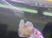 Betta Males/females or pairs available, from £10