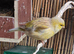 This years canaries