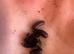 Ischnoptera rufa