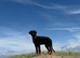 6 month old Doberman pup.
