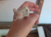 Female mice for sale