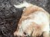 Cavachon puppies