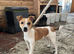 Jack Russel girl
