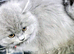 British longhair