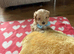 Cavamaltipoo