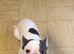 2 year old french bulldog male for sale