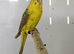2 pair of black wing budgies