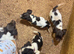 Springer spaniels last 3