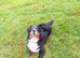 Big chunky PROVEN Bernese for stud duties