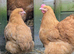 Buff Orpington Hens X 4