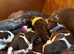Gsp puppies, Litter of 9 KC registered Strong, Healthy pups.