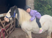 Perfect kids pony