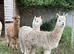 4x Breeding Females