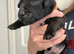 Jack Russle Puppies