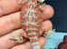 Baby bearded dragons ready for their forever homes!