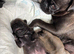 Beautiful Purebred Pug Puppies for sale