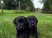 Beautiful litter of Labrador puppies