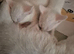 Kittens Ready To Leave