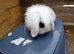 Mini lion lop male 8 weeks