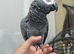 African grey female