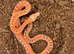 Multiple corn snakes available
