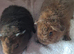 BEAUTIFUL BABY TEDDIES