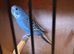 Mixed budgies