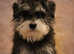 Black & silver KC miniature schnauzer stud