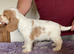 Show type cocker spaniel pups